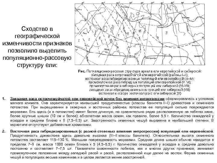 Сходство в географической изменчивости признаков позволило выделить популяционно-рассовую структуру ели: 1. Западная раса острочешуйчатой