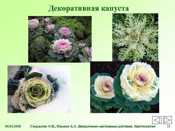 Декоративная капуста 06. 02. 2018 Гаврилова О. И. , Юрьева А. Л. Декоративно-лиственные растения.