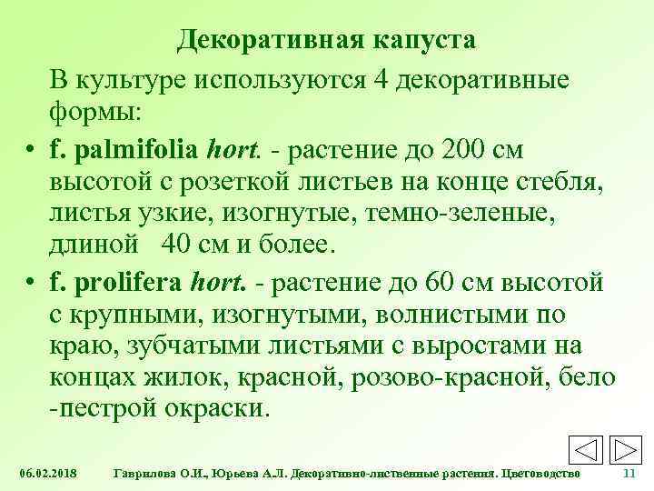 Декоративная капуста В культуре используются 4 декоративные формы: • f. palmifolia hort. - растение