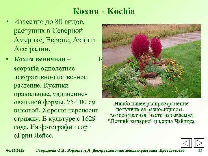 Цветок кохия фото и описание