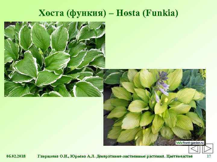 Хоста (функия) – Hosta (Funkia) 06. 02. 2018 Гаврилова О. И. , Юрьева А.