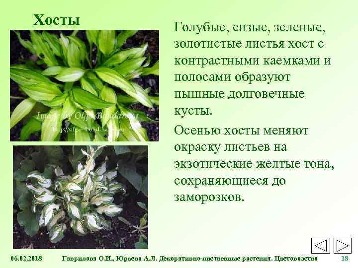 Хосты 06. 02. 2018 Голубые, сизые, зеленые, золотистые листья хост с контрастными каемками и