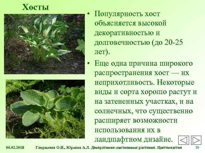 Хосты 06. 02. 2018 • Популярность хост объясняется высокой декоративностью и долговечностью (до 20