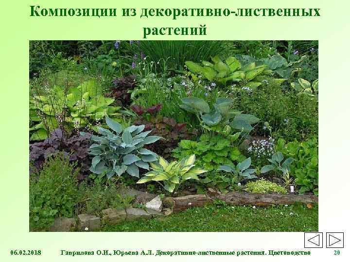 Композиции из декоративно-лиственных растений 06. 02. 2018 Гаврилова О. И. , Юрьева А. Л.