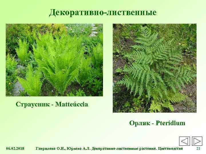 Декоративно-лиственные Cтраусник - Matteúccia Орляк - Pterídium 06. 02. 2018 Гаврилова О. И. ,