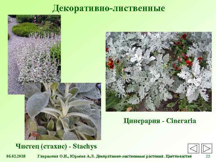 Декоративно-лиственные Цинерария - Cineraria Чистец (стахис) - Stachys 06. 02. 2018 Гаврилова О. И.