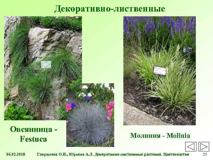 Декоративно-лиственные Овсянница Festuca 06. 02. 2018 Молиния - Molinia Гаврилова О. И. , Юрьева