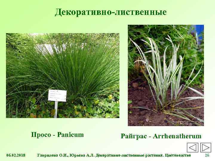 Декоративно-лиственные Просо - Panicum 06. 02. 2018 Райграс - Arrhenatherum Гаврилова О. И. ,
