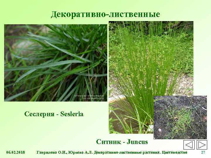 Декоративно-лиственные Сеслерия - Sesleria Ситник - Juncus 06. 02. 2018 Гаврилова О. И. ,