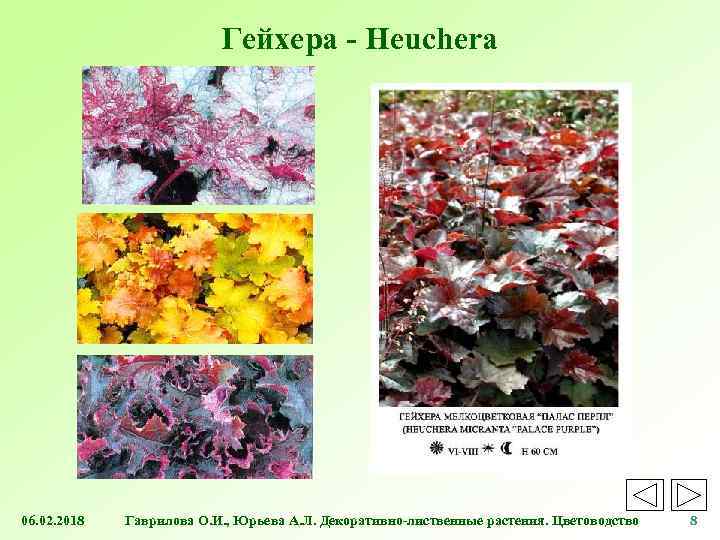 Гейхера - Heuchera 06. 02. 2018 Гаврилова О. И. , Юрьева А. Л. Декоративно-лиственные
