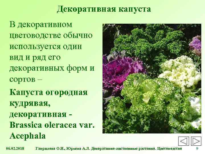 Декоративная капуста В декоративном цветоводстве обычно используется один вид и ряд его декоративных форм
