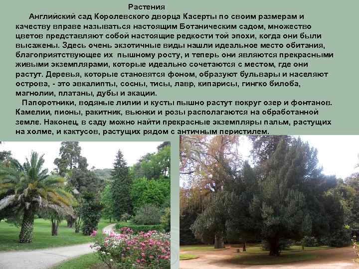 Растения Английский сад Королевского дворца Касерты по своим размерам и качеству вправе называться настоящим