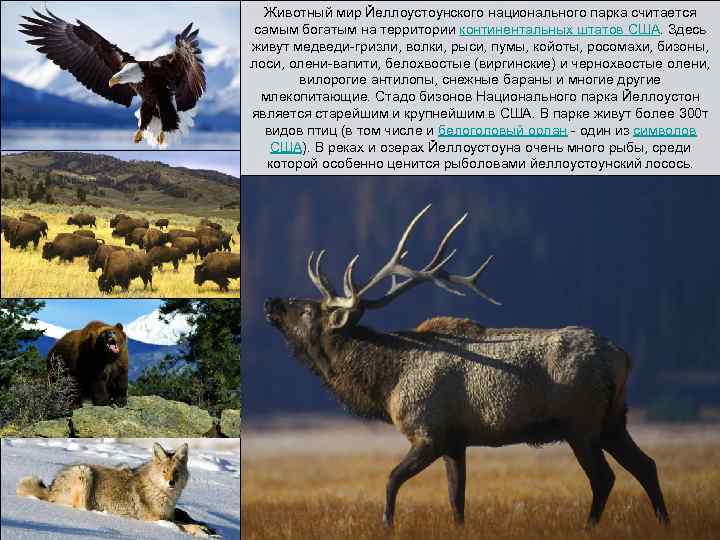Животный мир Йеллоустоунского национального парка считается самым богатым на территории континентальных штатов США. Здесь