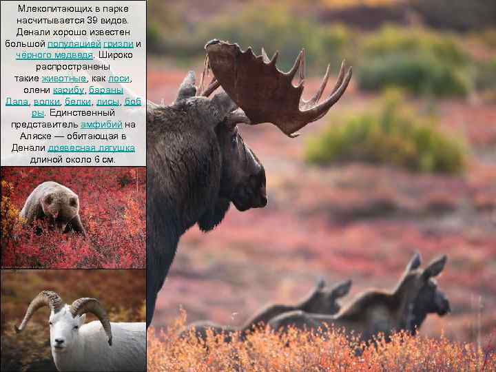 Млекопитающих в парке насчитывается 39 видов. Денали хорошо известен большой популяцией гризли и чёрного