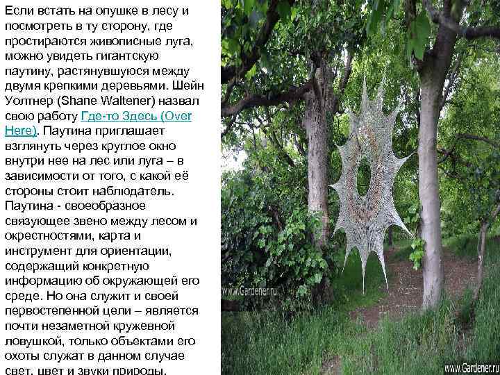 Если встать на опушке в лесу и посмотреть в ту сторону, где простираются живописные