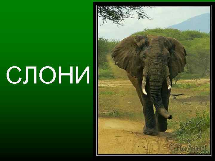 СЛОНИ 