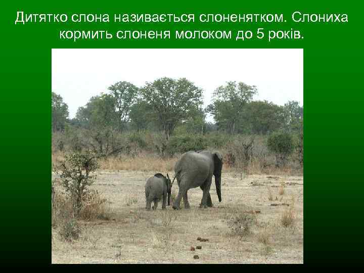 Дитятко слона називається слоненятком. Слониха кормить слоненя молоком до 5 років. 