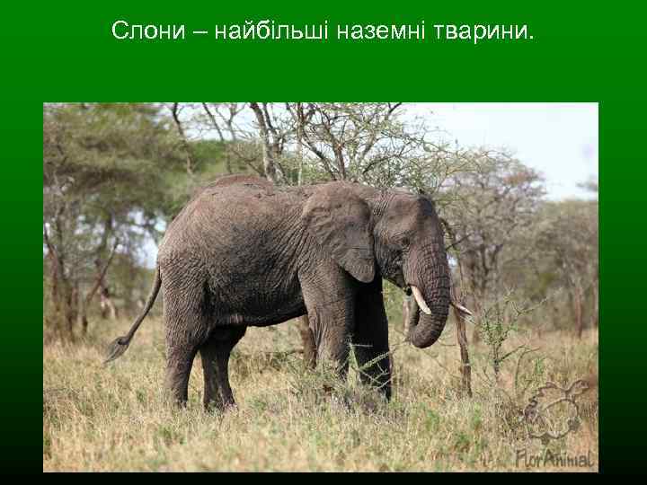 Слони – найбільші наземні тварини. 