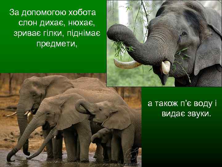 За допомогою хобота слон дихає, нюхає, зриває гілки, піднімає предмети, а також п’є воду