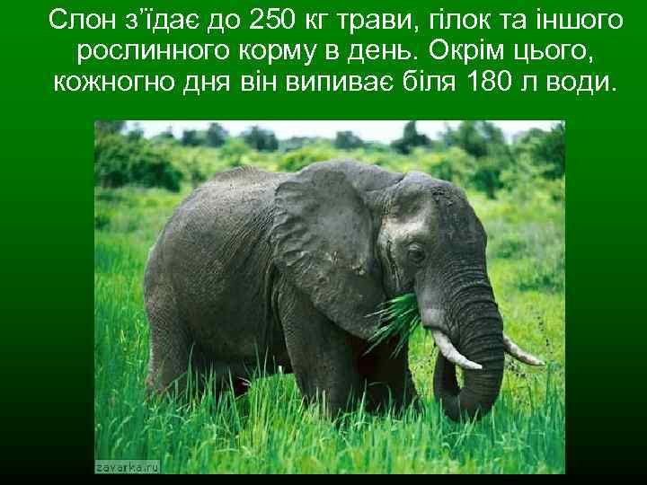 Слон з’їдає до 250 кг трави, гілок та іншого рослинного корму в день. Окрім