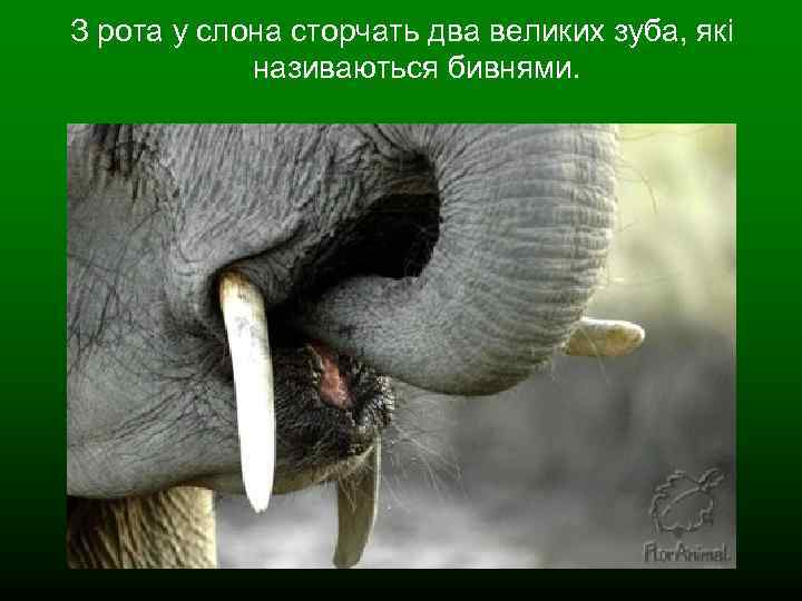 З рота у слона сторчать два великих зуба, які називаються бивнями. 