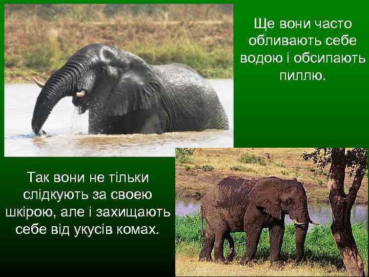 Ще вони часто обливають себе водою і обсипають пиллю. Так вони не тільки слідкують