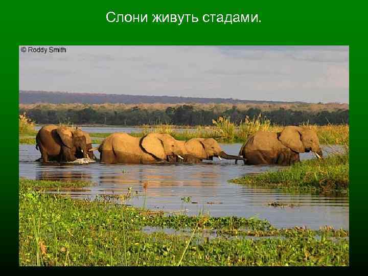 Слони живуть стадами. 