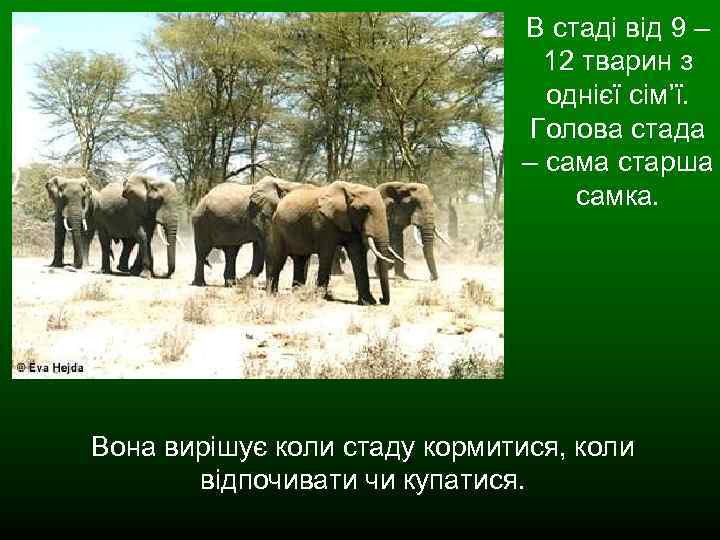 В стаді від 9 – 12 тварин з однієї сім’ї. Голова стада – сама