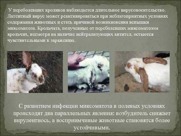  У переболевших кроликов наблюдается длительное вирусоносительство. Латентный вирус может реактивироваться при неблагоприятных условиях