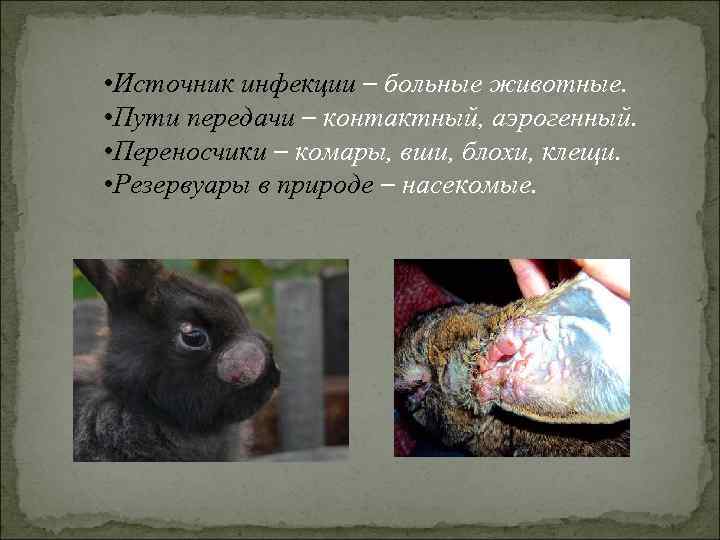  • Источник инфекции – больные животные. • Пути передачи – контактный, аэрогенный. •