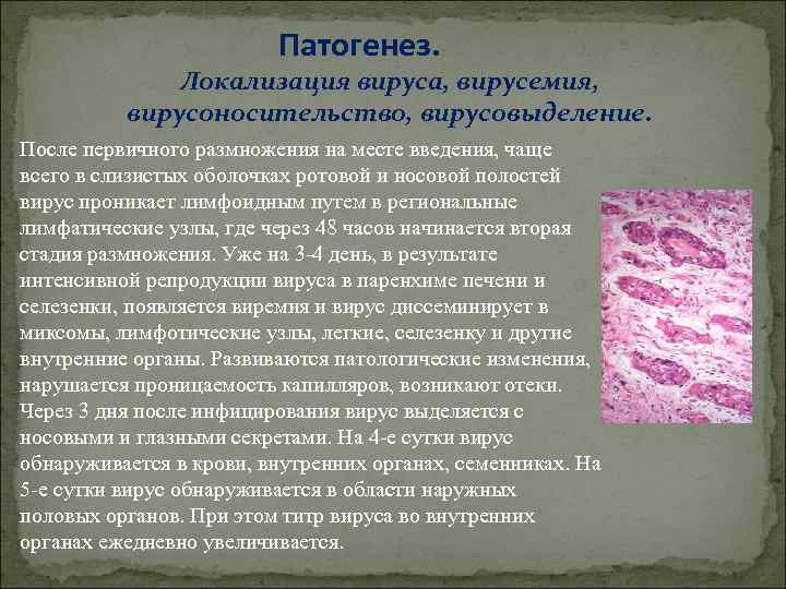Патогенез. Локализация вируса, вирусемия, вирусоносительство, вирусовыделение. После первичного размножения на месте введения, чаще всего