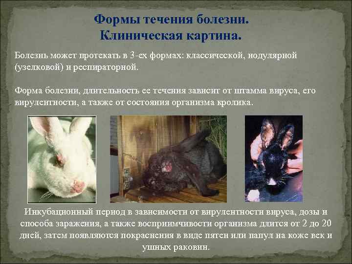 Формы течения болезни. Клиническая картина. Болезнь может протекать в 3 -ех формах: классической, нодулярной