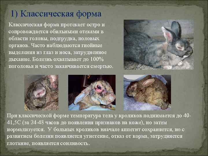 1) Классическая форма протекает остро и сопровождается обильными отеками в области головы, подгрудка, половых