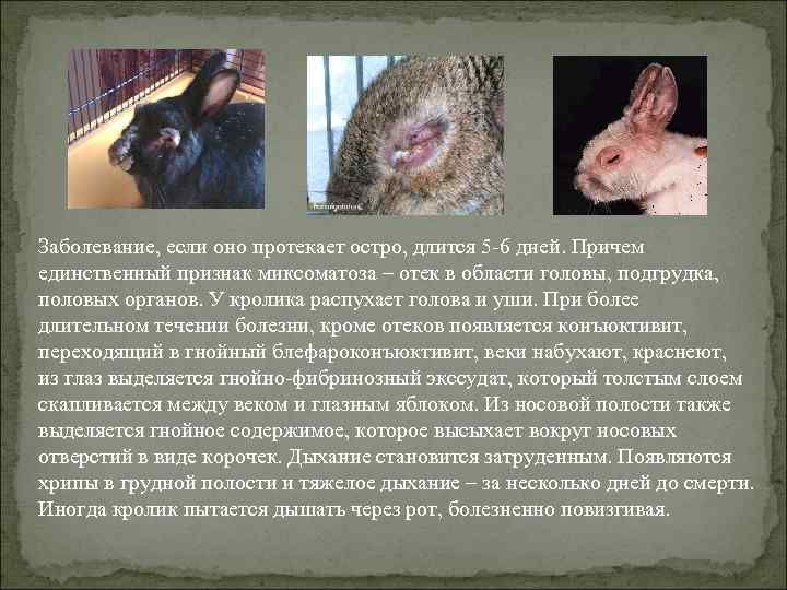 Заболевание, если оно протекает остро, длится 5 -6 дней. Причем единственный признак миксоматоза –