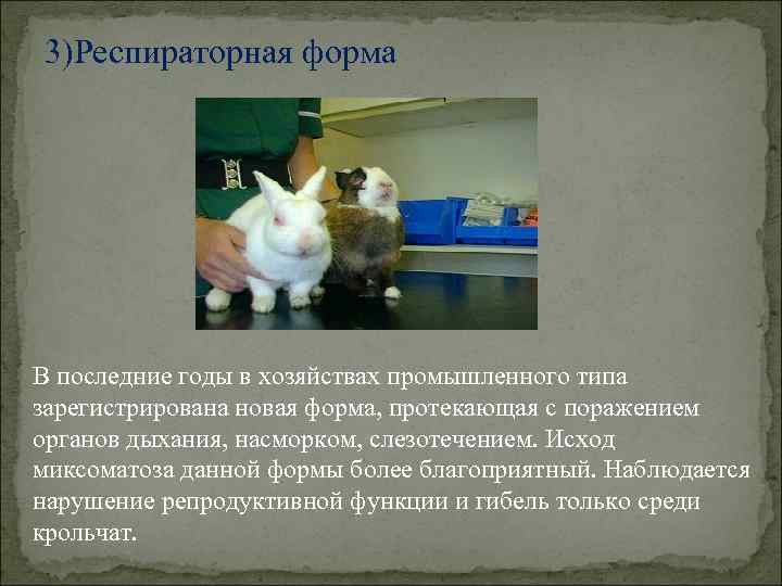 3)Респираторная форма В последние годы в хозяйствах промышленного типа зарегистрирована новая форма, протекающая с