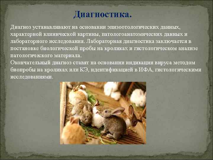 Диагностика. Диагноз устанавливают на основании эпизоотологических данных, характерной клинической картины, патологоанатомических данных и лабораторного