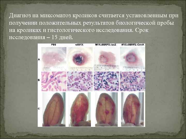 Диагноз на миксоматоз кроликов считается установленным при получении положительных результатов биологической пробы на кроликах