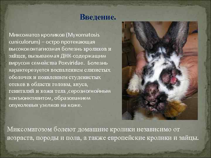Введение. Миксоматоз кроликов (Myxomatosis cuniculorum) – остро протекающая высококонтагиозная болезнь кроликов и зайцев, вызываемая