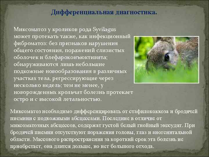 Дифференциальная диагностика. Миксоматоз у кроликов рода Syvilagus может протекать также, как инфекционный фиброматоз: без