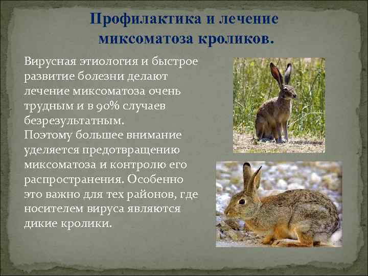 Профилактика и лечение миксоматоза кроликов. Вирусная этиология и быстрое развитие болезни делают лечение миксоматоза