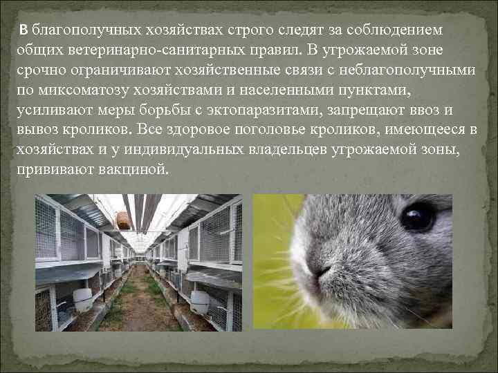 В благополучных хозяйствах строго следят за соблюдением общих ветеринарно-санитарных правил. В угрожаемой зоне срочно