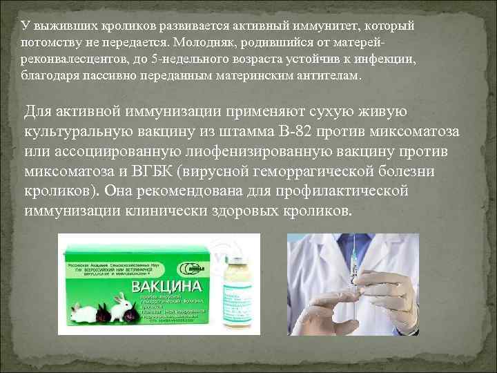 У выживших кроликов развивается активный иммунитет, который потомству не передается. Молодняк, родившийся от матерейреконвалесцентов,