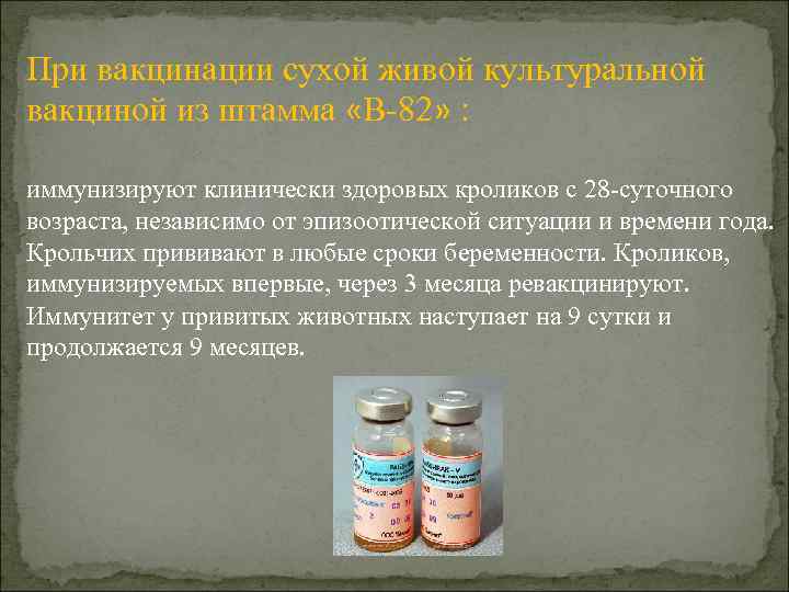 При вакцинации сухой живой культуральной вакциной из штамма «В-82» : иммунизируют клинически здоровых кроликов