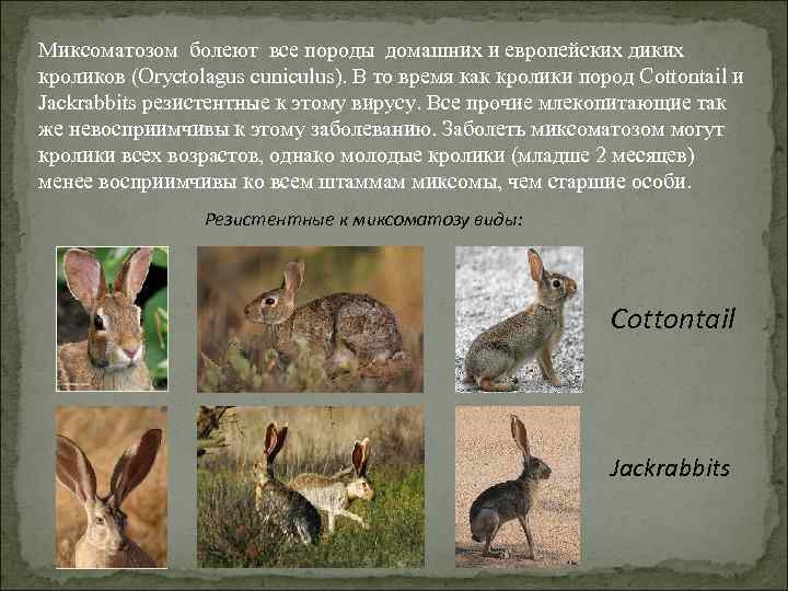 Миксоматозом болеют все породы домашних и европейских диких кроликов (Oryctolagus cuniculus). В то время