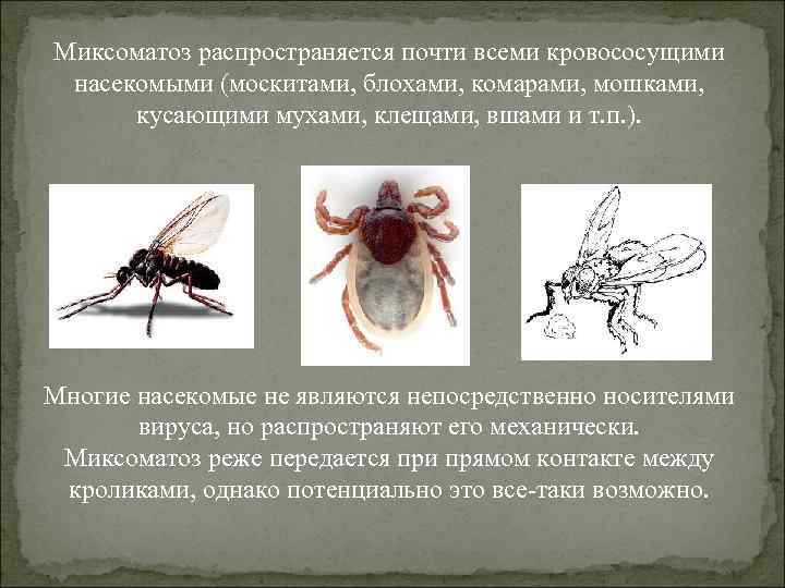 Миксоматоз распространяется почти всеми кровососущими насекомыми (москитами, блохами, комарами, мошками, кусающими мухами, клещами, вшами