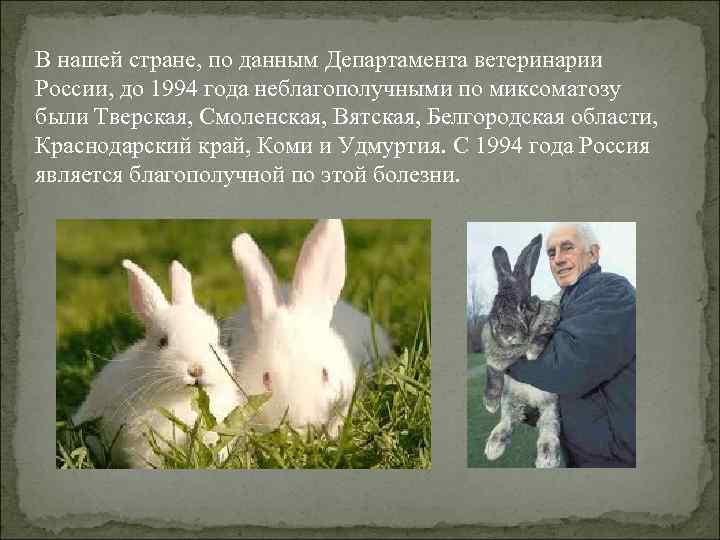 В нашей стране, по данным Департамента ветеринарии России, до 1994 года неблагополучными по миксоматозу