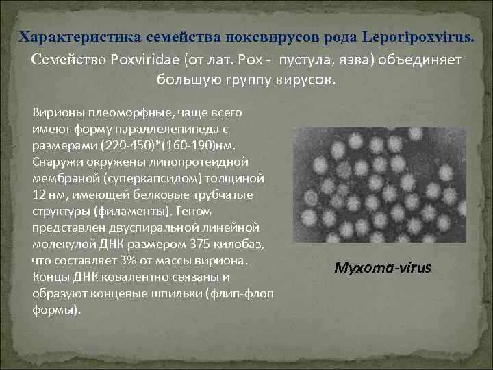 Характеристика семейства поксвирусов рода Leporipoxvirus. Семейство Poxviridae (от лат. Pox пустула, язва) объединяет большую
