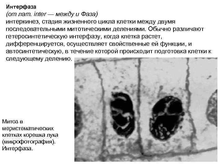 Интерфаза (от лат. inter — между и Фаза) интеркинез, стадия жизненного цикла клетки между