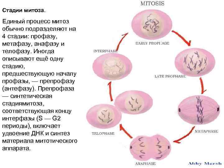 Какой процесс показан на рисунке митоз мейоз