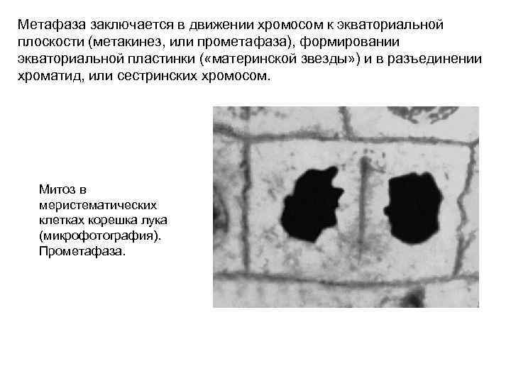 Метафаза заключается в движении хромосом к экваториальной плоскости (метакинез, или прометафаза), формировании экваториальной пластинки